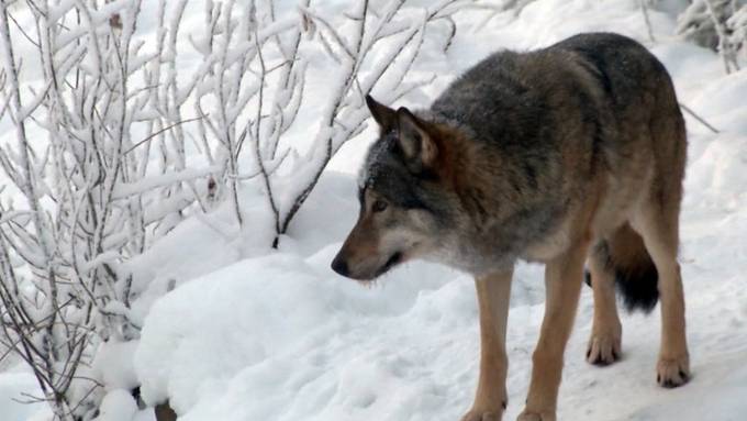 Wolf brach in Stall ein - Bauer vertrieb ihn