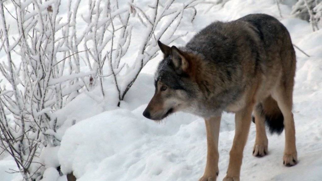 Im Bündnerland erwischte ein Bauer einen Wolf in flagranti.