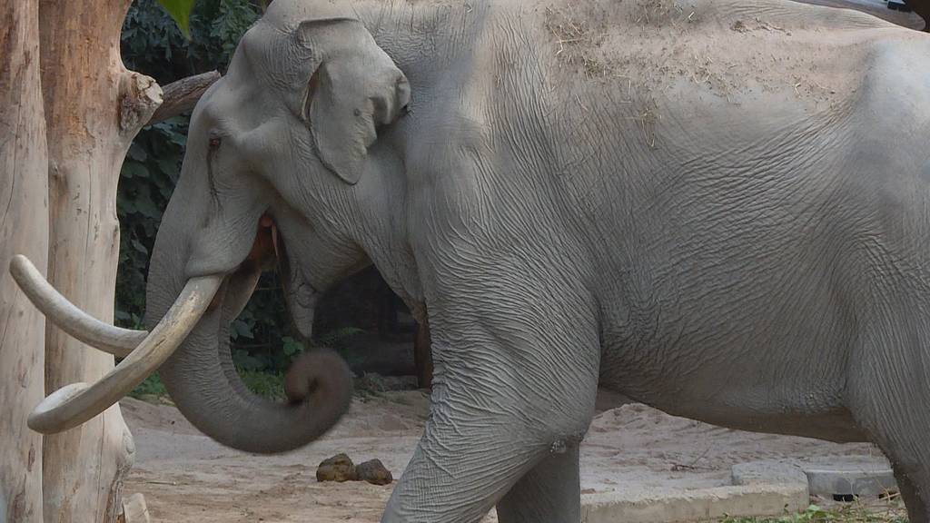 Zoo Zürich feiert Maxis 50. Geburtstag