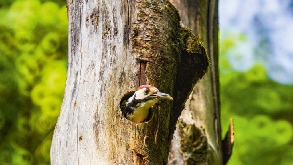 Der Specht fördert Käferarten und damit die Biodiversität