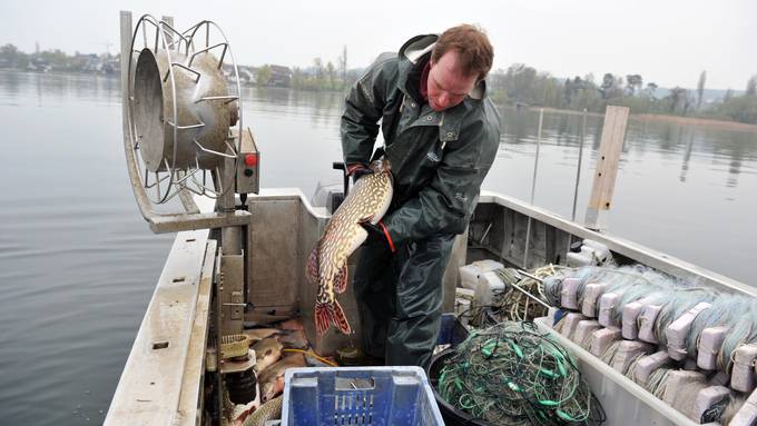 Historisch wenig Fische gefangen