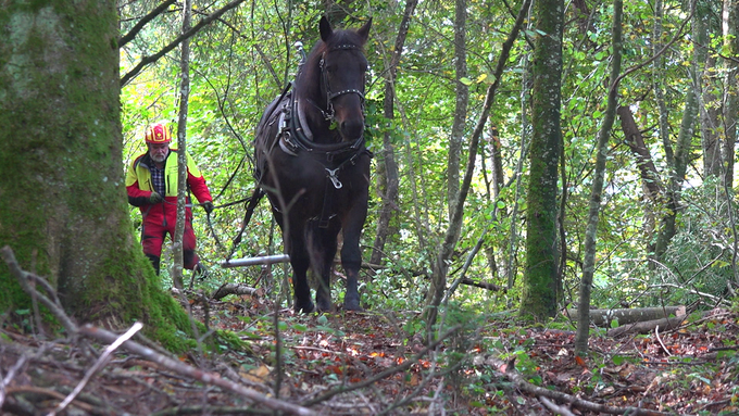 Power-Duo: Peter und sein Pferd schleppen gefällte Bäume