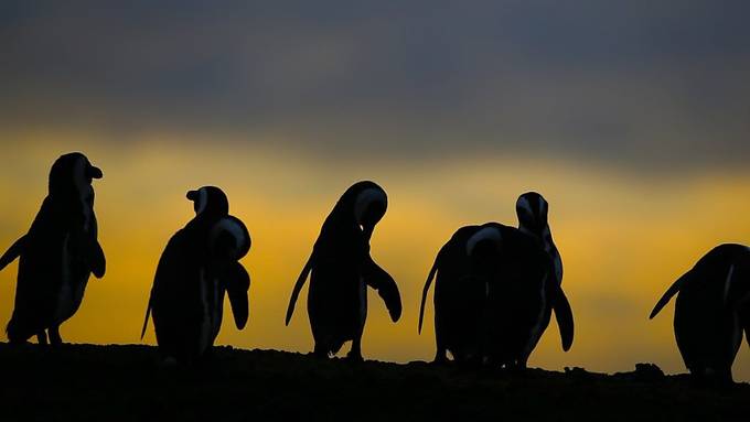 Düstere Zeiten für Pinguine