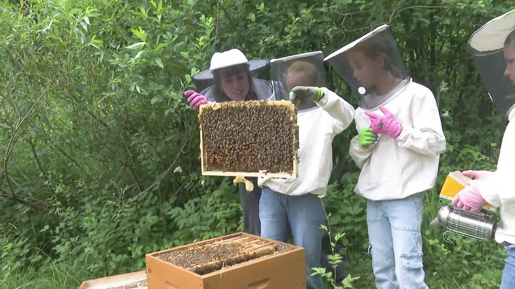 «Der Umgang mit Bienen macht Spass»: Kleine Helfer unterstützen den Tierpark Goldau