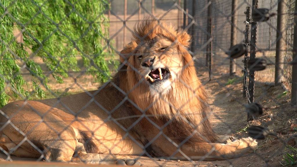 Grosskatzenauffangstation LIONSROCK