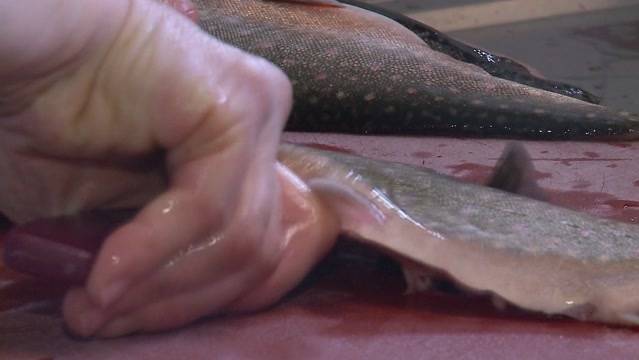 Wie bewältigt ein Fischzüchter den Karfreitag?