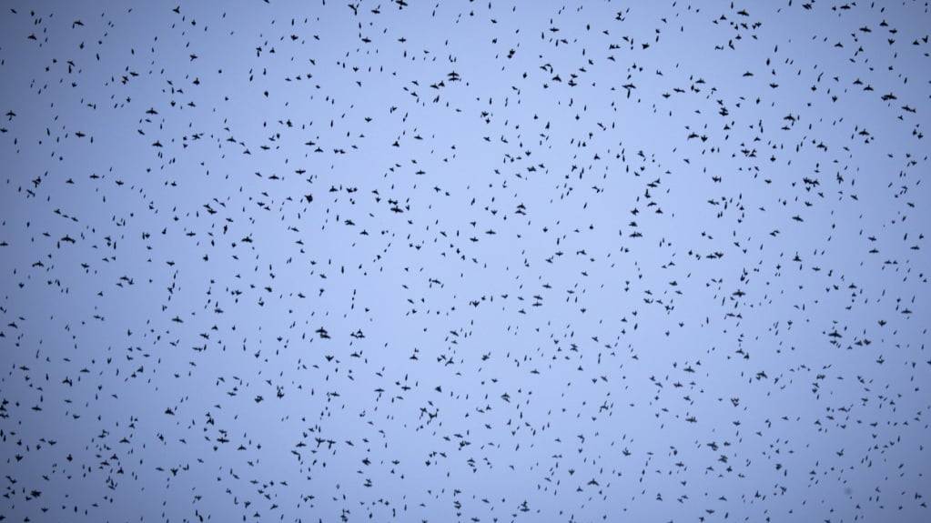Jedes Jahr fliegen im Herbst weltweit geschätzte 50 Milliarden Zugvögel in ihre Winterquartiere. Die Bergfinken auf dem Bild ziehen ab Mitte September von ihren Brutgebieten in den Wäldern Nordeuropas und Sibiriens nach West-, Mittel- und Südeuropa.