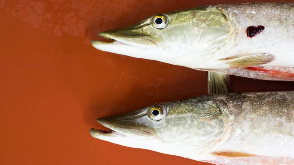 Für Hechte aus dem Zugersee gilt wegen zu hoher Belastung mit den künstlichen Chemikalien Pfas ab sofort ein Verkaufsverbot. (Symbolbild)