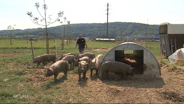 Schweine-Diebstahl in Spreitenbach