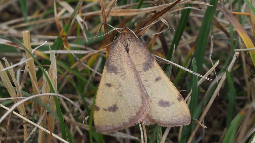 Der «Gebirgs-Steppenfrostspanner» wurde zuvor noch nie lebend fotografiert.