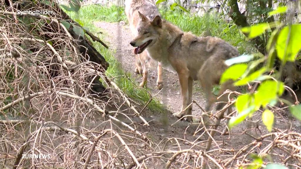 Die Angst vor dem Wolf kehrt zurück