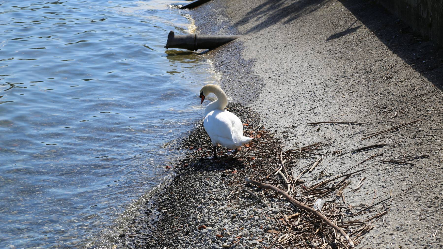 Das Nest der Schwäne ist spurlos verschwunden.