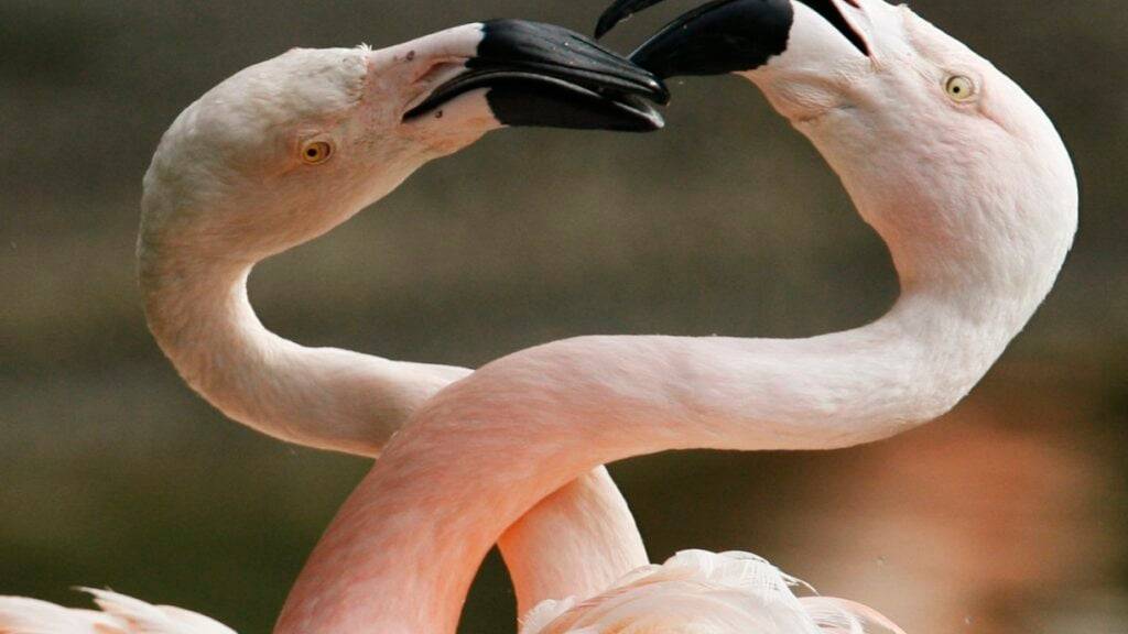 Zwei Chile-Flamingos des Zürcher Zoos: Während des Baus einer modernen Gross-Voliere müssen sie vorübergehend umziehen.