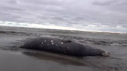 Tausende tote Robben am Kaspischen Meer angespült