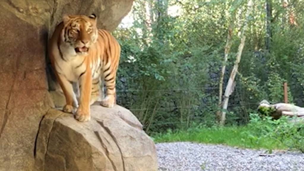 Zoo Zürich: Tödliche Attacke hat keine Folgen für Tigerin Irina