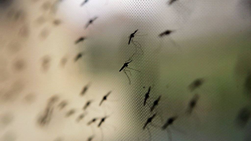 Im ostafrikanischen Burundi starben seit Jahresbeginn rund 1800 Menschen an der von Stechmücken übertragenen Malaria-Krankheit. (Symbolbild)