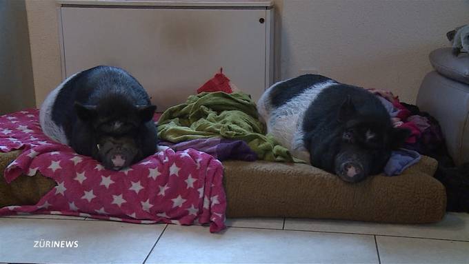 Spezielle Tierhalter: Zwei Minipigs grunzen in der Wohnung