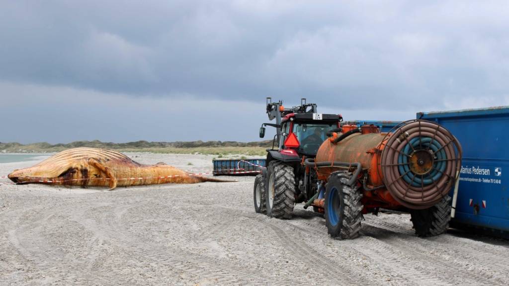 ARCHIV - Ein Traktor mit Tankanhänger steht vor dem toten Buckelwal. Foto: Kai Moorschlatt/dpa