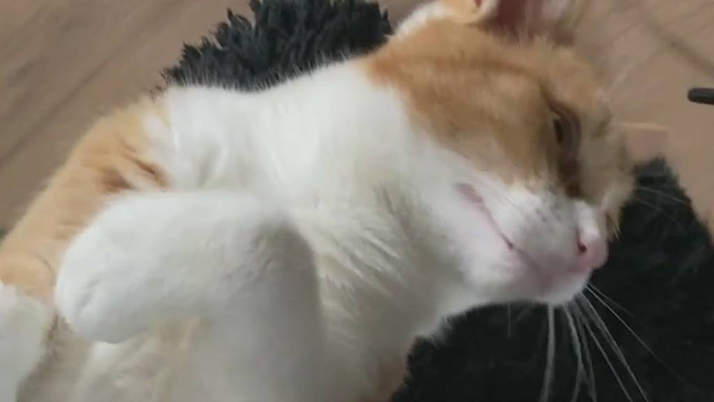 Zu Tode gequält: Ein Tierhasser trennt einer Katze in Brittnau den Schwanz ab