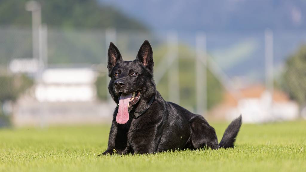 Dodge Hund Polizei Luzerner Polizei