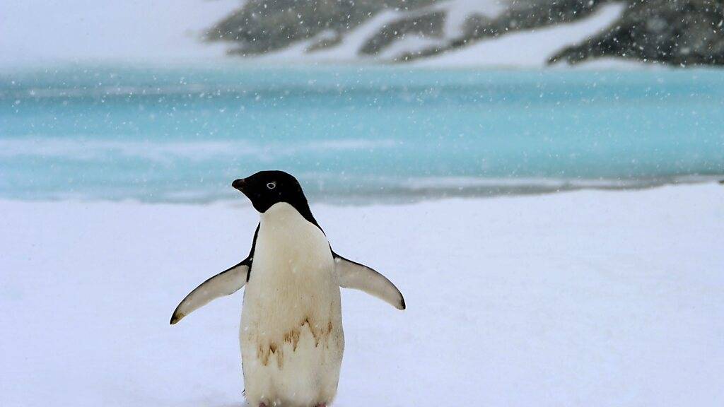 Während des antarktischen Sommers sollen fünf Frauen und Männer Pinguine zählen. (Archivbild)