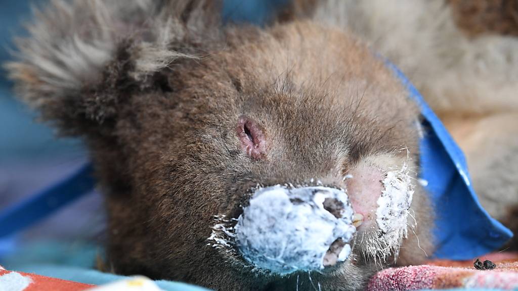 Tierärzte und Tausende freiwillige Helfer haben nach den Waldbränden Koalas gerettet und versorgt. EPA/DAVID MARIUZ AUSTRALIA AND NEW ZEALAND OUT