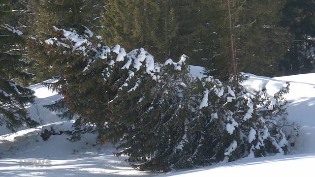 Rutschender Hang im Schwarzseetal