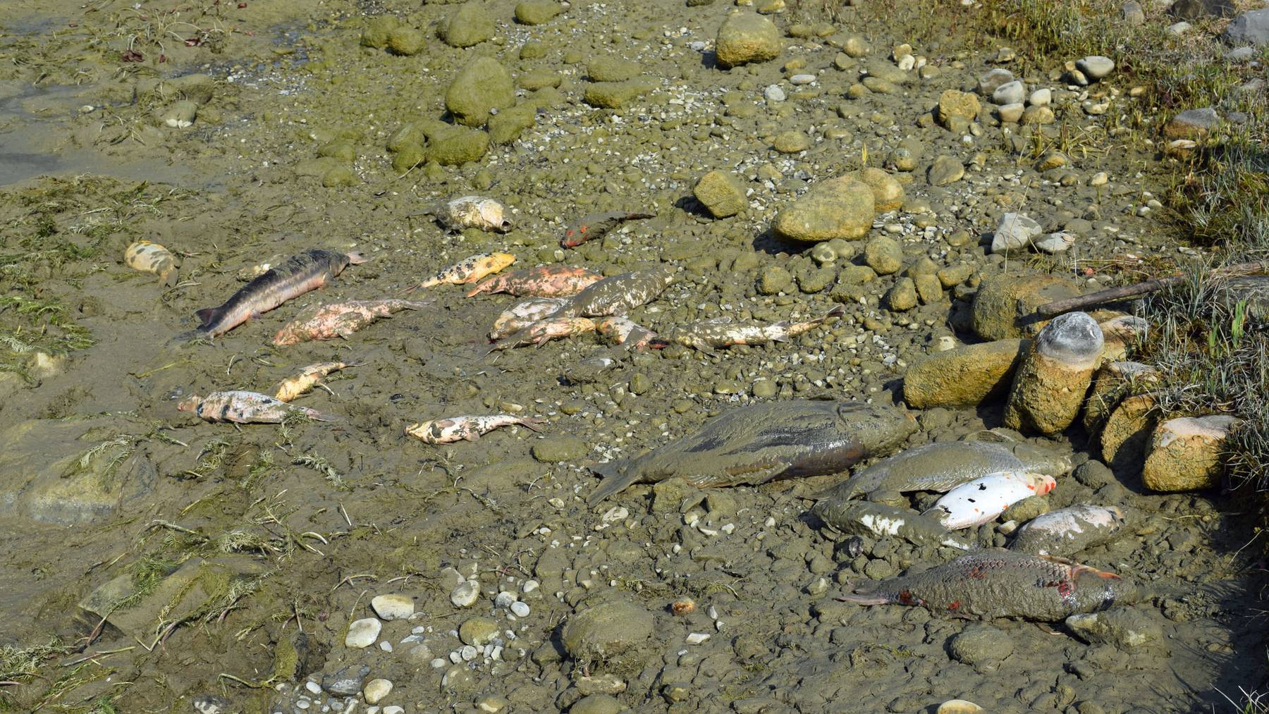 Zahlreiche Fische sind verendet, weil Unbekannte das Wasser in einem Teich abgelassen haben.