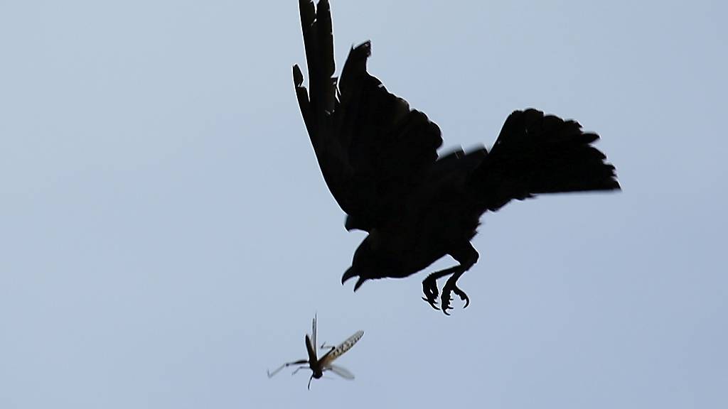 Eine Krähe versucht in der Luft eine Heuschrecke zu fangen. Ein Schwarm von Wüstenheuschrecken, die für die Zerstörung von Feldern gefürchtet sind, sind in dem Land gesehen worden. Die Heuschrecken kamen mutmaßlich aus Pakistan und Indien. Foto: Sunil Sharma/ZUMA Wire/dpa