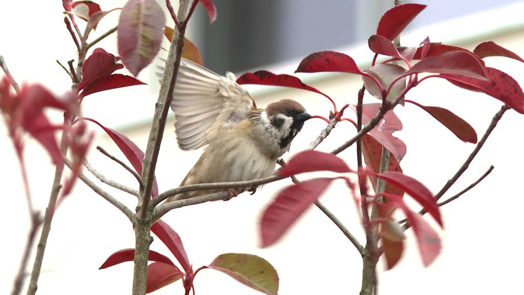 Unterschaetzter Sperrling