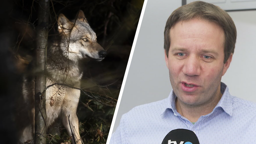 St.Galler Beamte auf umstrittener Wolf-Treibjagd in Russland