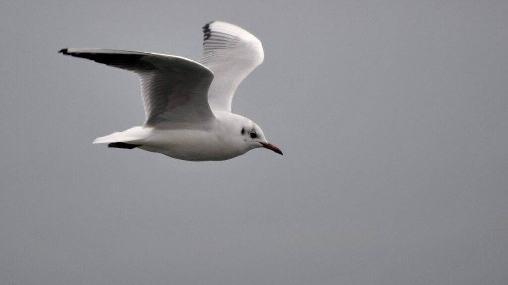 Dänemark erlebt eine Möwenplage: Manches Restaurant stellt inzwischen Mitarbeiter ab, um die Vögel von Gästen im Aussenbereich fernzuhalten. (Archivbild)