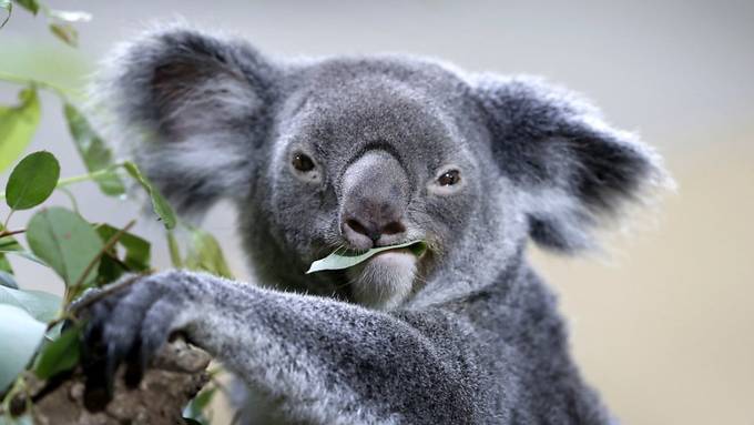 Wissenschaftler vernachlässigen Australiens «hässliche» Tierwelt