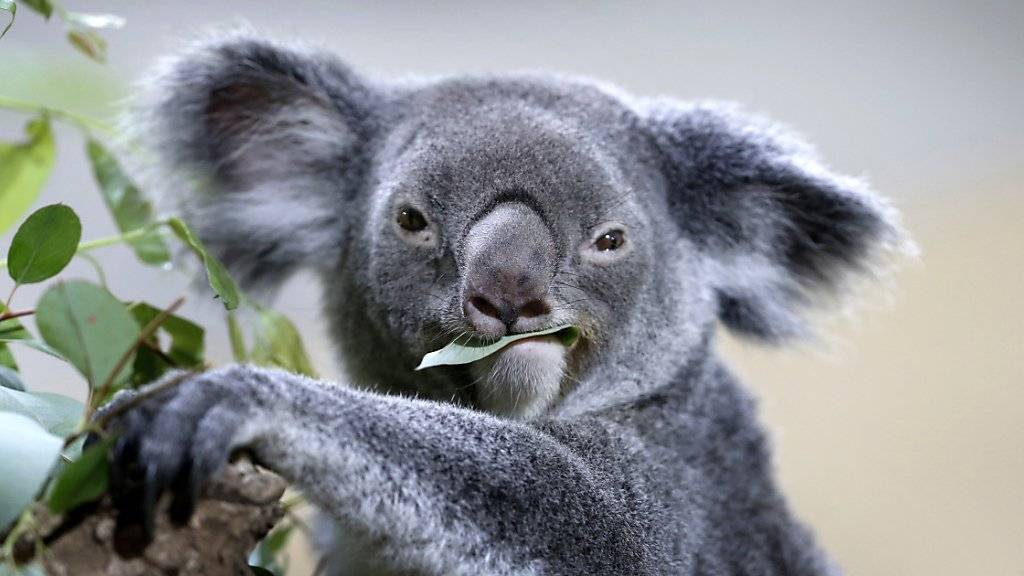 Was nicht niedlich ist, wird kaum erforscht. Zumindest in der australischen Tierwelt. Forscher plädieren für mehr Forschung an Australiens weniger ansehnlichen Säugetierarten. (Archiv)