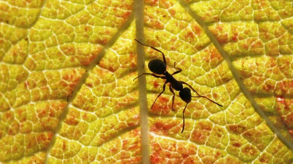 Einsamkeit hat laut einer neuen Studie negative Folgen für die sozialen Ameisen. (Symbolbild)
