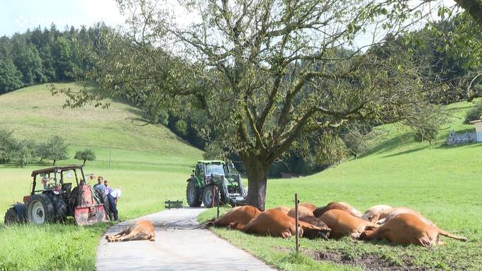Blitzeinschlag tötet in Bern 20 Kühe und Kälber