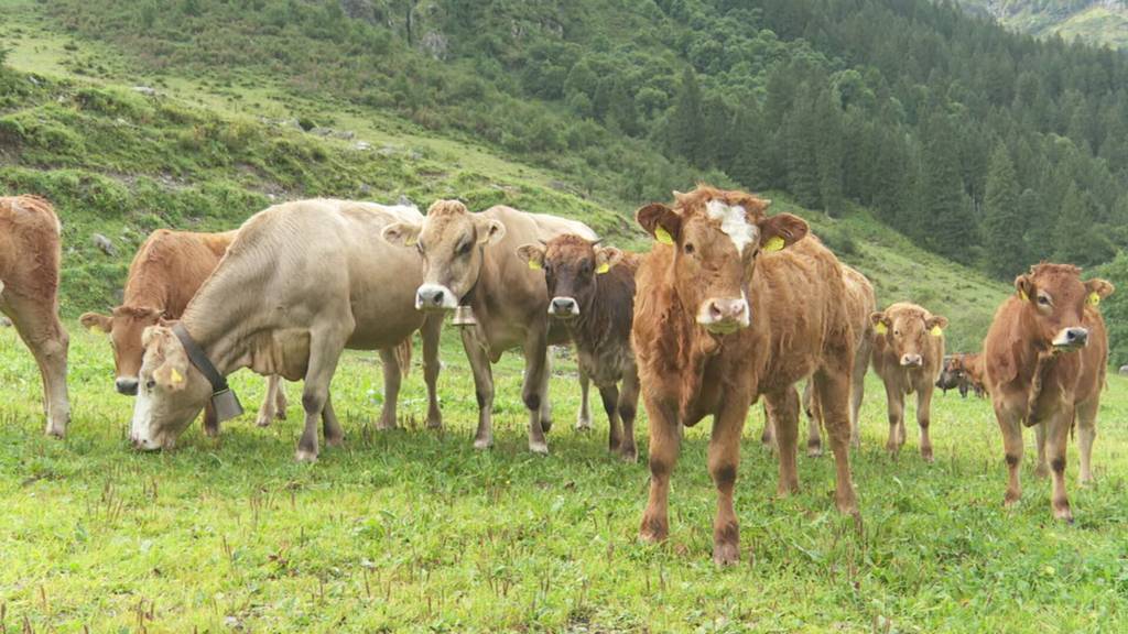 Massnahmen für gesunde Rinder auf der Alp