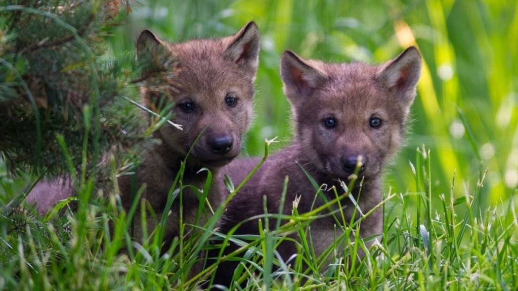 Seit einigen Tagen erkunden zwei Wolfswelpen ihr Gehege im Berner Tierpark Dählhölzli.