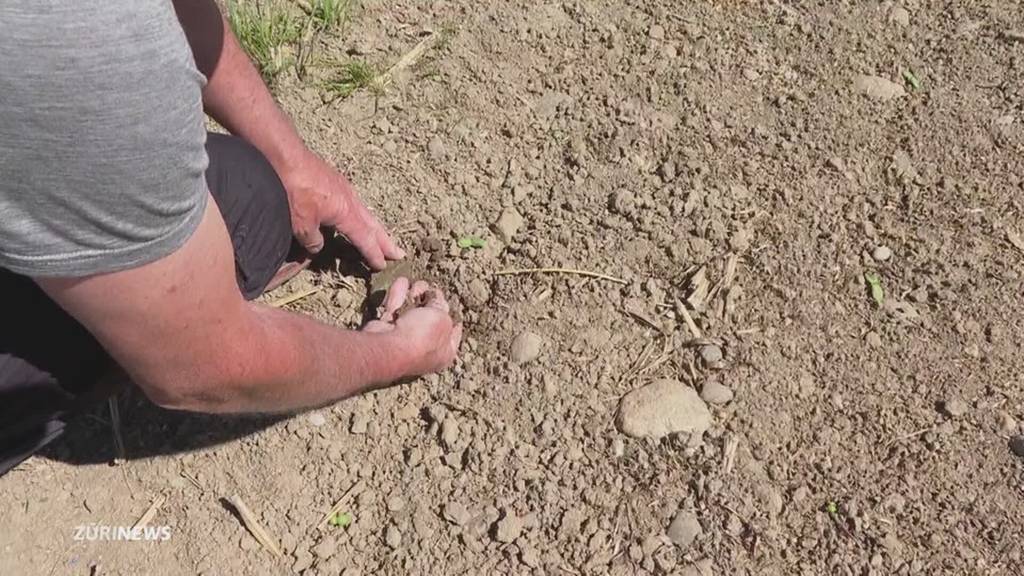 Trockener Frühling: Bauern sehnen sich nach Regen