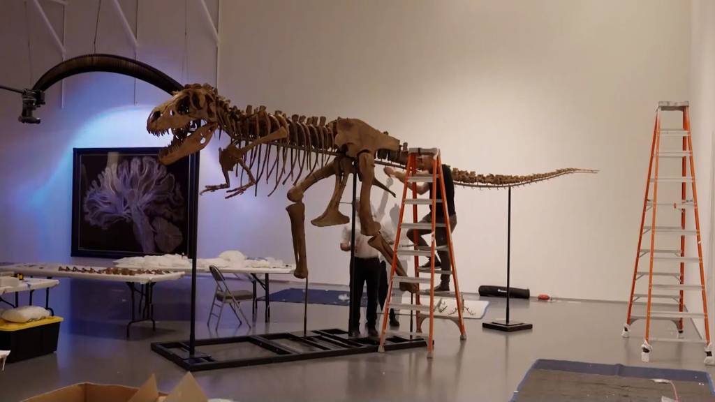 Gorgosaurus-Skelett soll in New York für mehrere Millionen versteigert werden