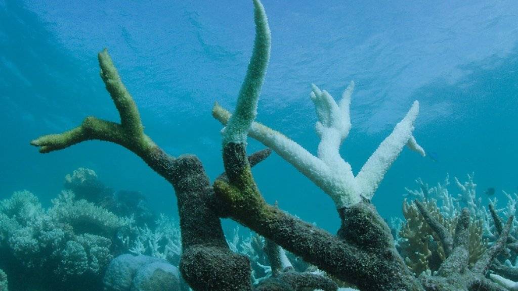 Die Korallenbleiche setzt dem Great Barrier Reef zu. Allerdings gibt eine neue Studie Hinweise darauf, dass das Korallenriff widerstandsfähiger sein könnte, als bisher angenommen. (Archivbild)