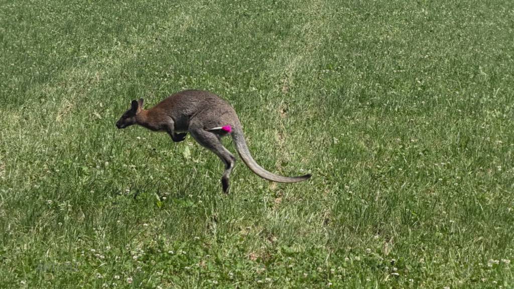 Eingefangen: Ausgebüxtes Wallaby ist wieder beim Besitzer