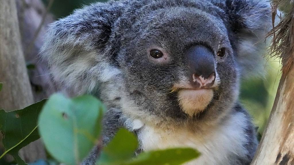 Forschende haben im australischen Outback Fossilien von Vorfahren der heutigen Koalas gefunden. (Archivbild)