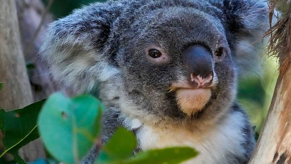 Forschende haben im australischen Outback Fossilien von Vorfahren der heutigen Koalas gefunden. (Archivbild)
