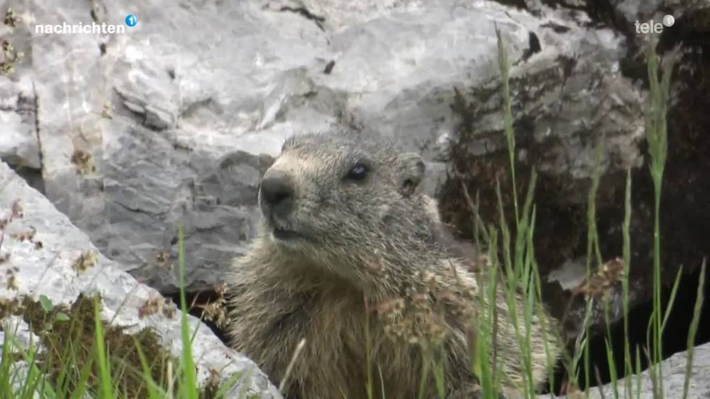 «Muigge» bereiten der Melchsee-Frutt Kopfzerbrechen