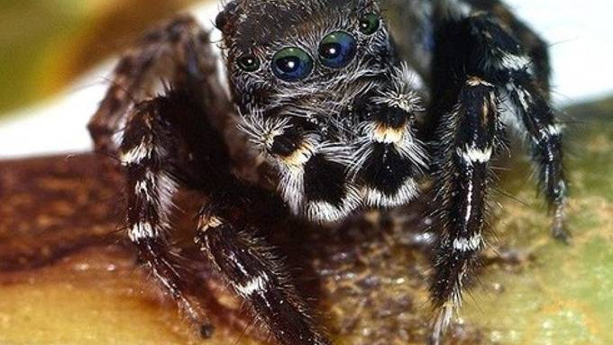 Forscher benennen Spinne nach Lagerfeld