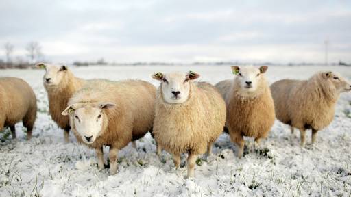 Frieren Schafe? So ist es für Nutztiere, wenn es schneit