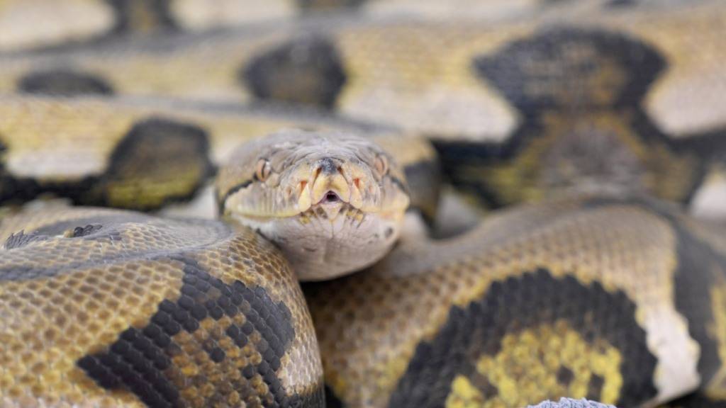 ARCHIV - Ein Netzpython in einer Reptilienauffangstation für exotische Tiere in München (Deutschland). Foto: Felix Hörhager/dpa/Archivbild