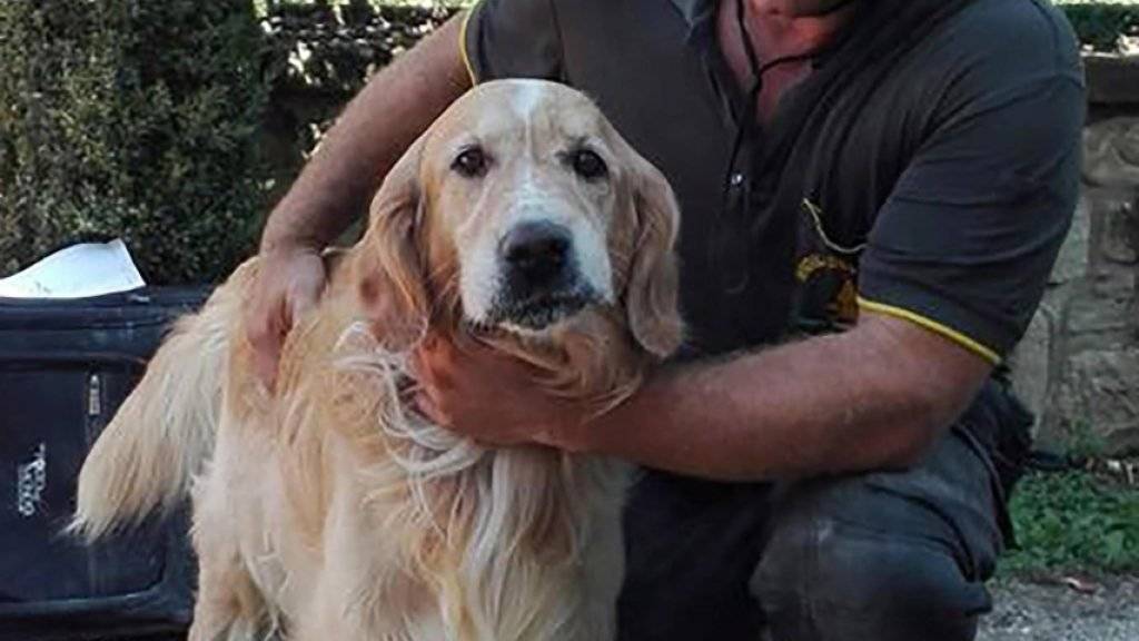 Neun Tage lang harrte Hund Romeo unter den Trümmern seines Zuhauses aus, bis er gefunden wurde.