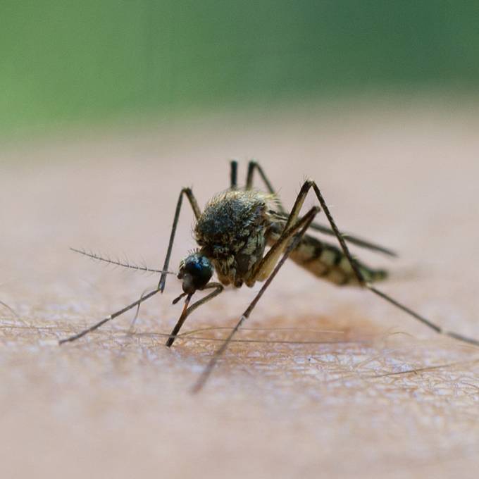 West-Nil-Fieber-Virus in Tessiner Stechmücken nachgewiesen